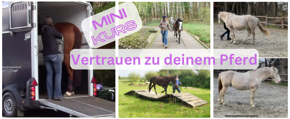 Mini-Kurs Vertrauen zu deinem Pferd